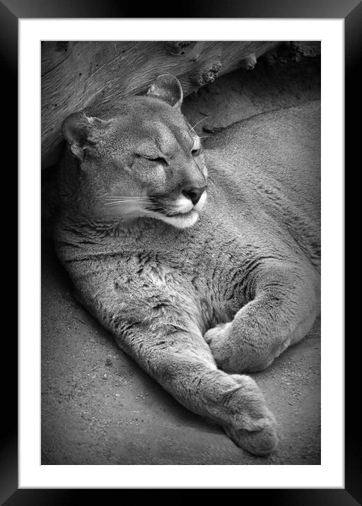 Sleeping Puma  Framed Mounted Print by Jon Fixter