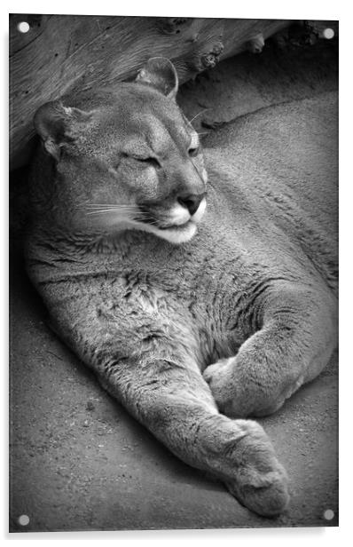 Sleeping Puma  Acrylic by Jon Fixter