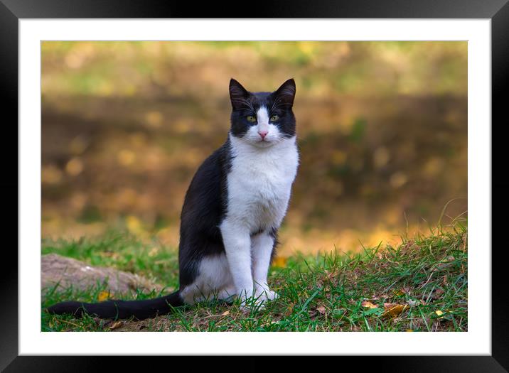 Black and white cat Framed Mounted Print by Jordan Jelev