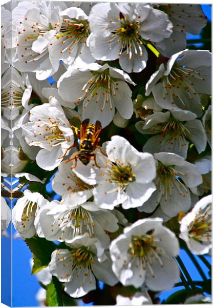 Cherry Blossom with a visitor! Canvas Print by Irina Walker