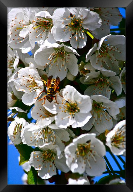 Cherry Blossom with a visitor! Framed Print by Irina Walker