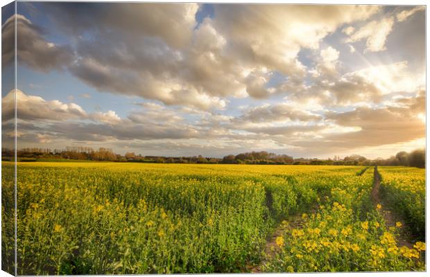 Sunset landscape over rapeseed crops Canvas Print by Simon Bratt LRPS
