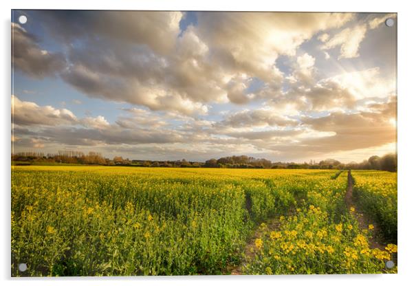 Sunset landscape over rapeseed crops Acrylic by Simon Bratt LRPS