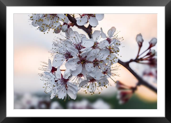 Cherry tree branch with blossoming flowers Framed Mounted Print by Dobrydnev Sergei
