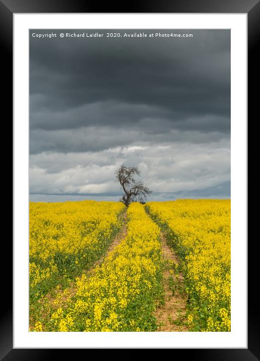 Dramatic Light and Oil Seed Rape Framed Mounted Print by Richard Laidler
