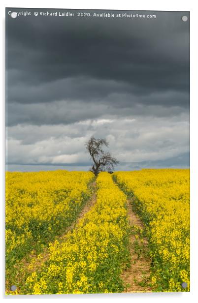 Dramatic Light and Oil Seed Rape Acrylic by Richard Laidler
