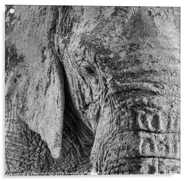 Elephant eye Acrylic by Graham Crockford