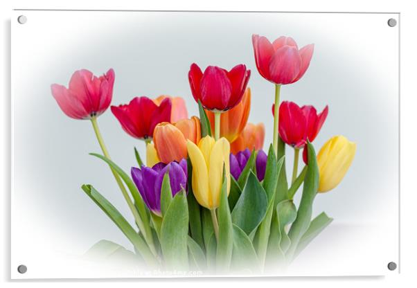 Tulips Acrylic by Kim Bell