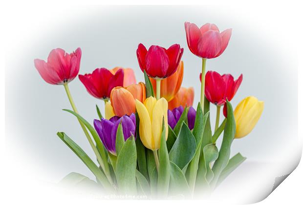 Tulips Print by Kim Bell