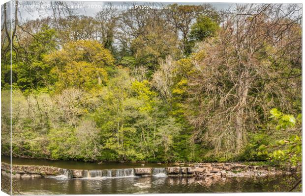 Spring Woodland on the River Tees at Whorlton Canvas Print by Richard Laidler