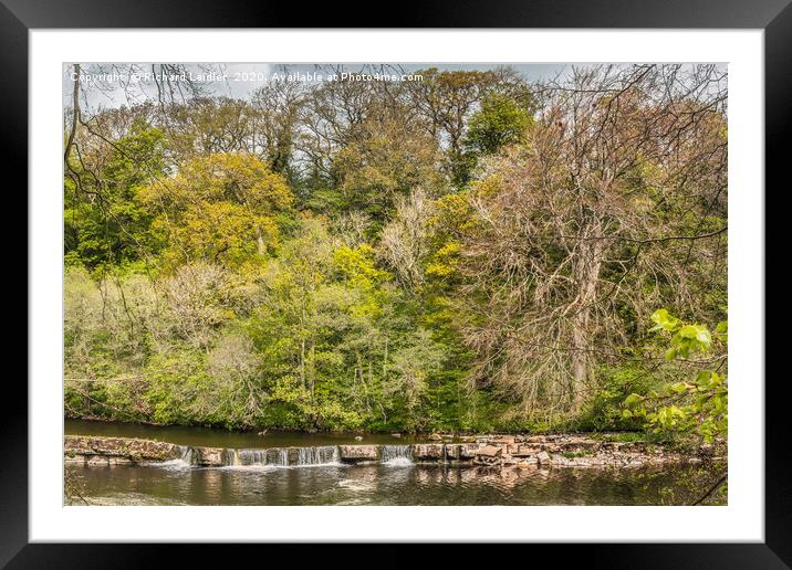 Spring Woodland on the River Tees at Whorlton Framed Mounted Print by Richard Laidler
