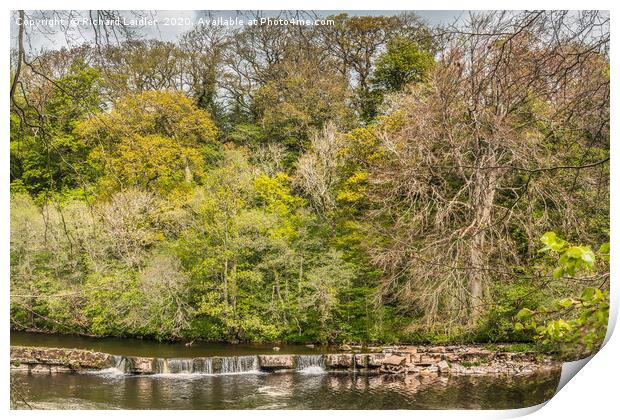 Spring Woodland on the River Tees at Whorlton Print by Richard Laidler