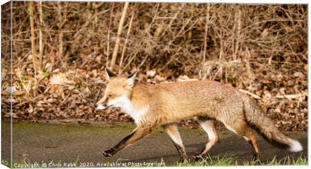 Strutting Red Fox Canvas Print by Chris Rabe