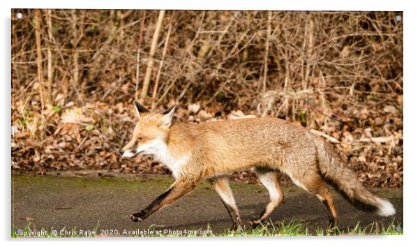 Strutting Red Fox Acrylic by Chris Rabe