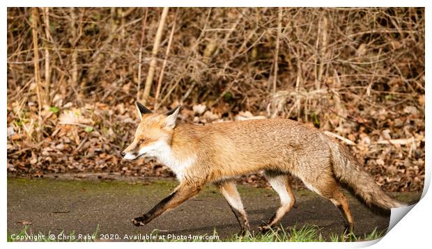 Strutting Red Fox Print by Chris Rabe
