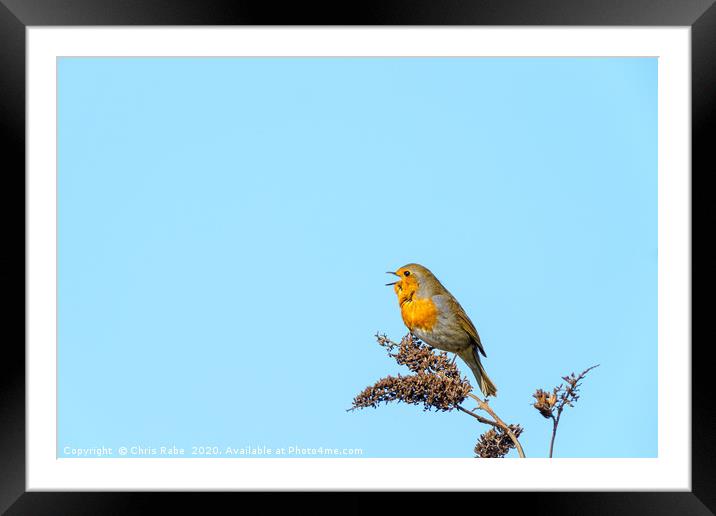 European Robin in song Framed Mounted Print by Chris Rabe