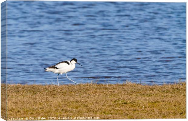 Pied Avocet walking along grassy bank Canvas Print by Chris Rabe