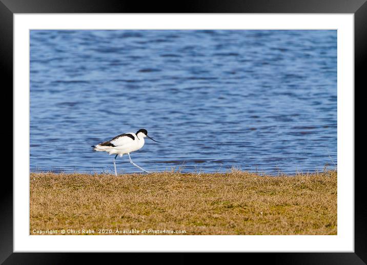 Pied Avocet walking along grassy bank Framed Mounted Print by Chris Rabe