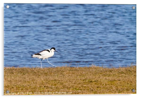 Pied Avocet walking along grassy bank Acrylic by Chris Rabe