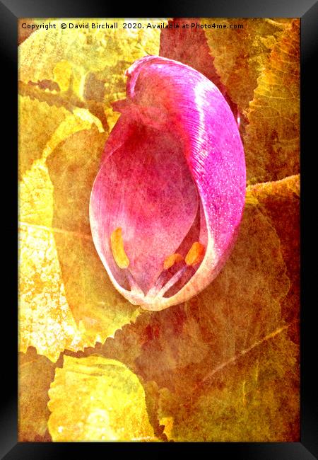 Tulip petal on leaves, toned and textured. Framed Print by David Birchall