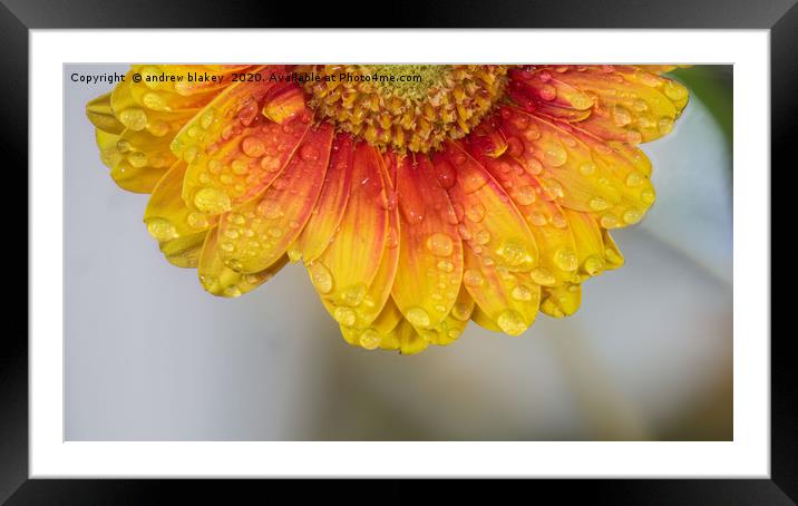 Sparkling Dew on Gorgeous Germinis Framed Mounted Print by andrew blakey