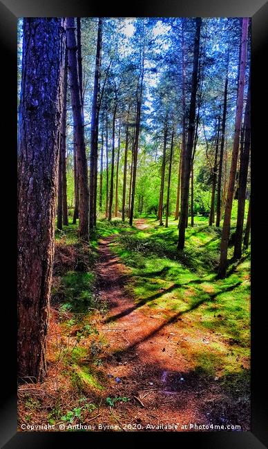 Woodland colour.  Framed Print by Anthony Byrne