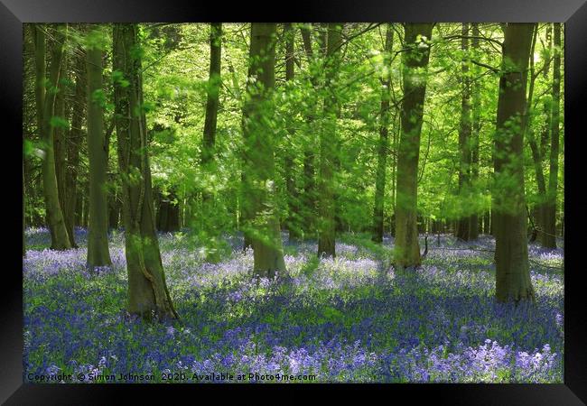 bluebell Woodland Framed Print by Simon Johnson