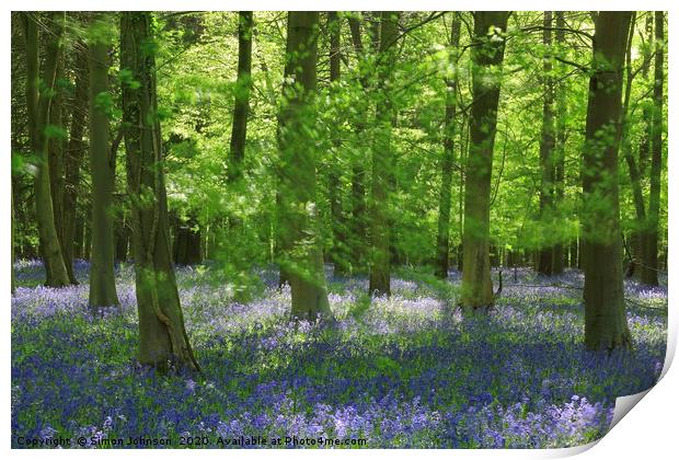 bluebell Woodland Print by Simon Johnson