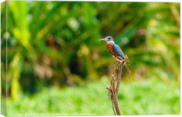 Ringed Kingfisher in Costa Rica Canvas Print by Chris Rabe