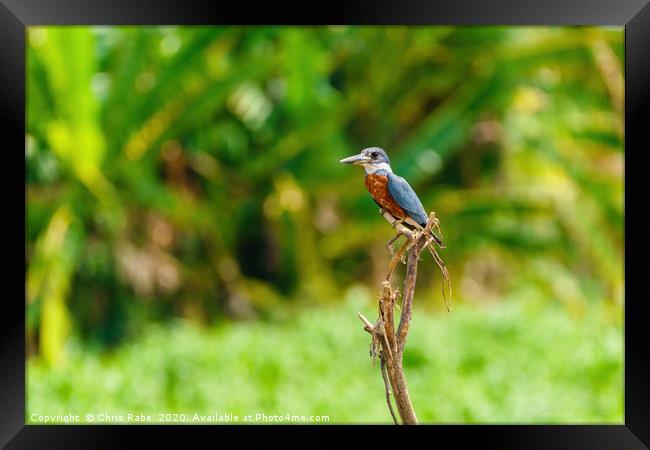 Ringed Kingfisher in Costa Rica Framed Print by Chris Rabe