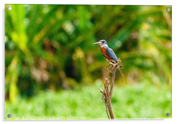Ringed Kingfisher in Costa Rica Acrylic by Chris Rabe
