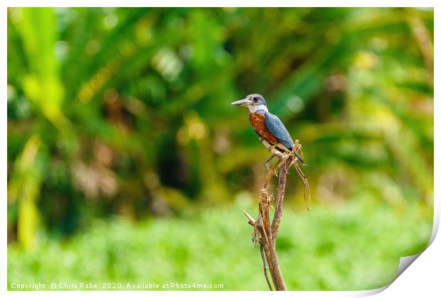 Ringed Kingfisher in Costa Rica Print by Chris Rabe