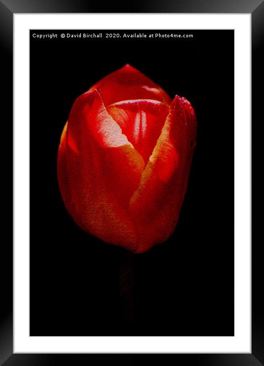 Textured Tulip Framed Mounted Print by David Birchall