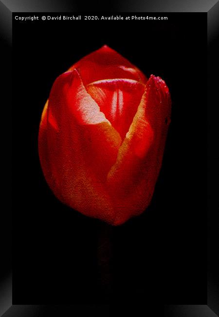 Textured Tulip Framed Print by David Birchall
