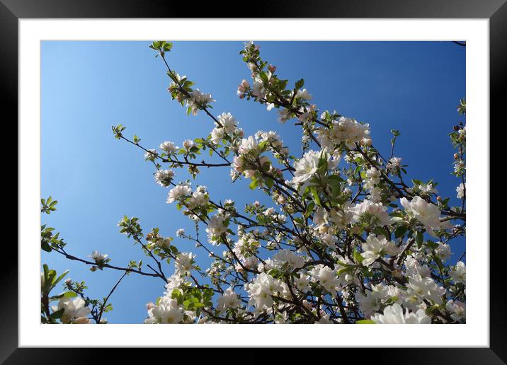 Flowering apple branches in early spring Framed Mounted Print by liviu iordache