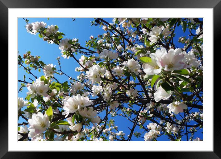 Apple tree branches bloom in a fantastic spring Framed Mounted Print by liviu iordache