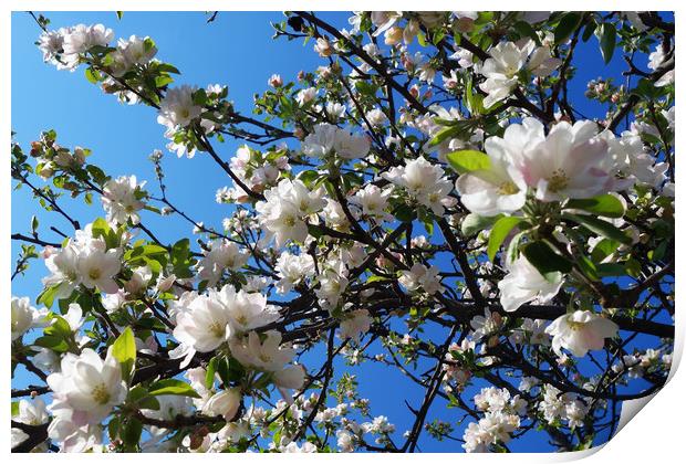 Apple tree branches bloom in a fantastic spring Print by liviu iordache