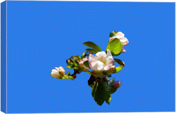            Apple blossoms spendide in the fresh sp Canvas Print by liviu iordache