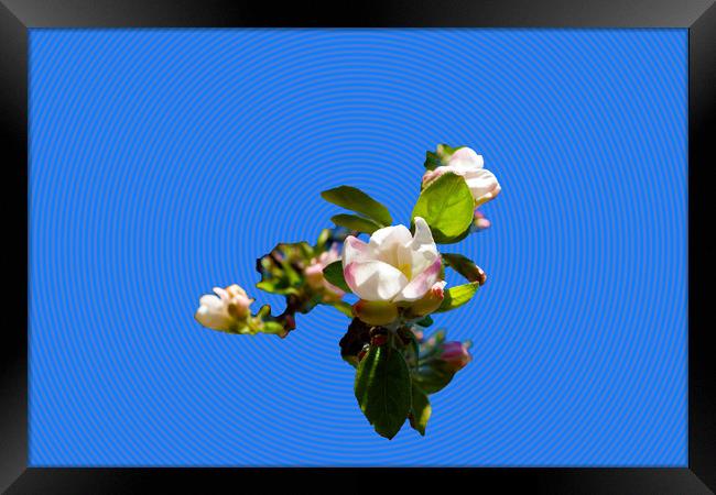            Apple blossoms spendide in the fresh sp Framed Print by liviu iordache