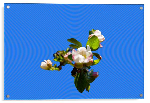            Apple blossoms spendide in the fresh sp Acrylic by liviu iordache