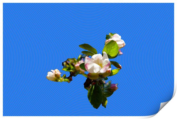            Apple blossoms spendide in the fresh sp Print by liviu iordache