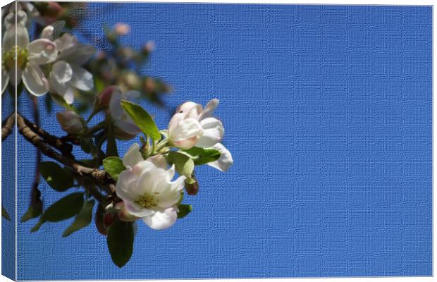               Apple blossoms breathe in the blue s Canvas Print by liviu iordache