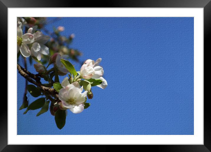               Apple blossoms breathe in the blue s Framed Mounted Print by liviu iordache