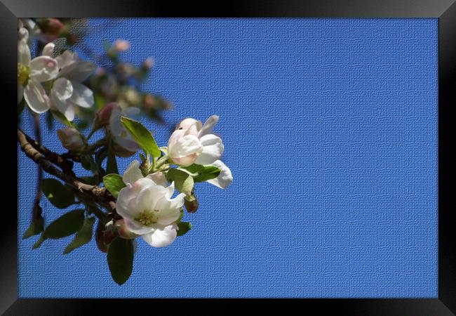               Apple blossoms breathe in the blue s Framed Print by liviu iordache