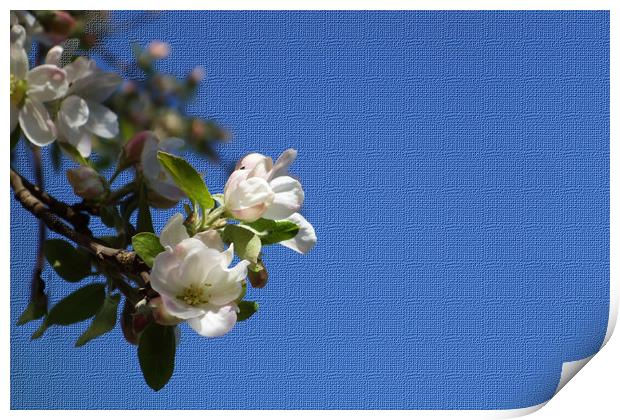               Apple blossoms breathe in the blue s Print by liviu iordache