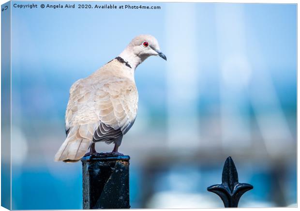 Collared Dove. Canvas Print by Angela Aird
