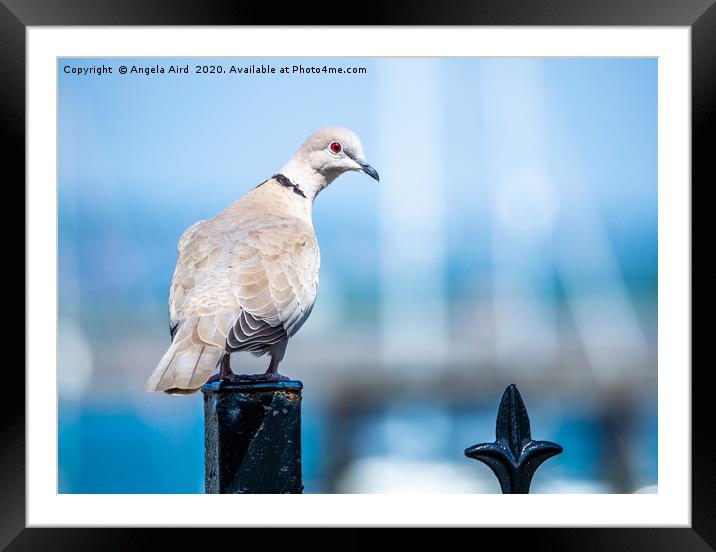 Collared Dove. Framed Mounted Print by Angela Aird
