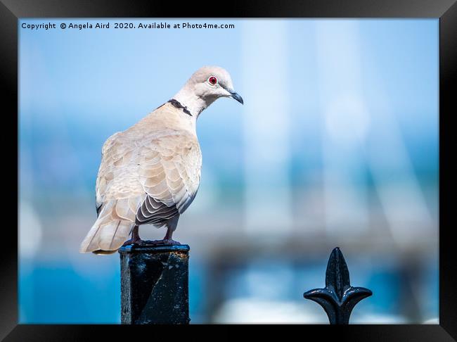 Collared Dove. Framed Print by Angela Aird