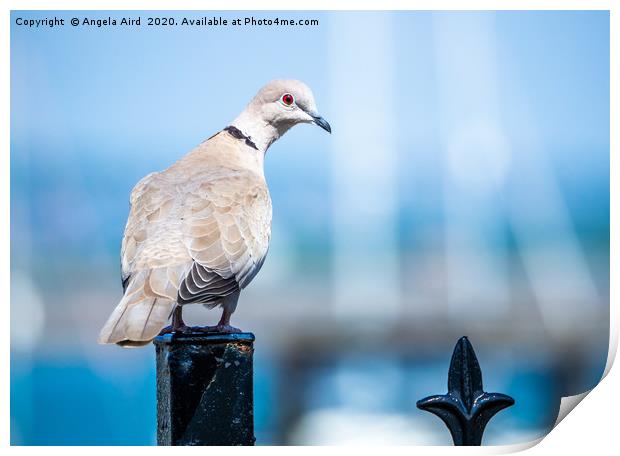 Collared Dove. Print by Angela Aird