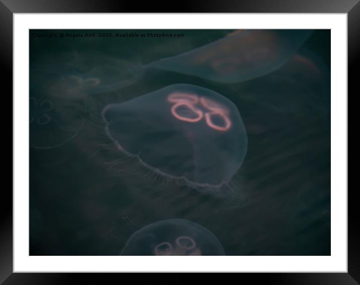 Moon Jellyfish. Framed Mounted Print by Angela Aird